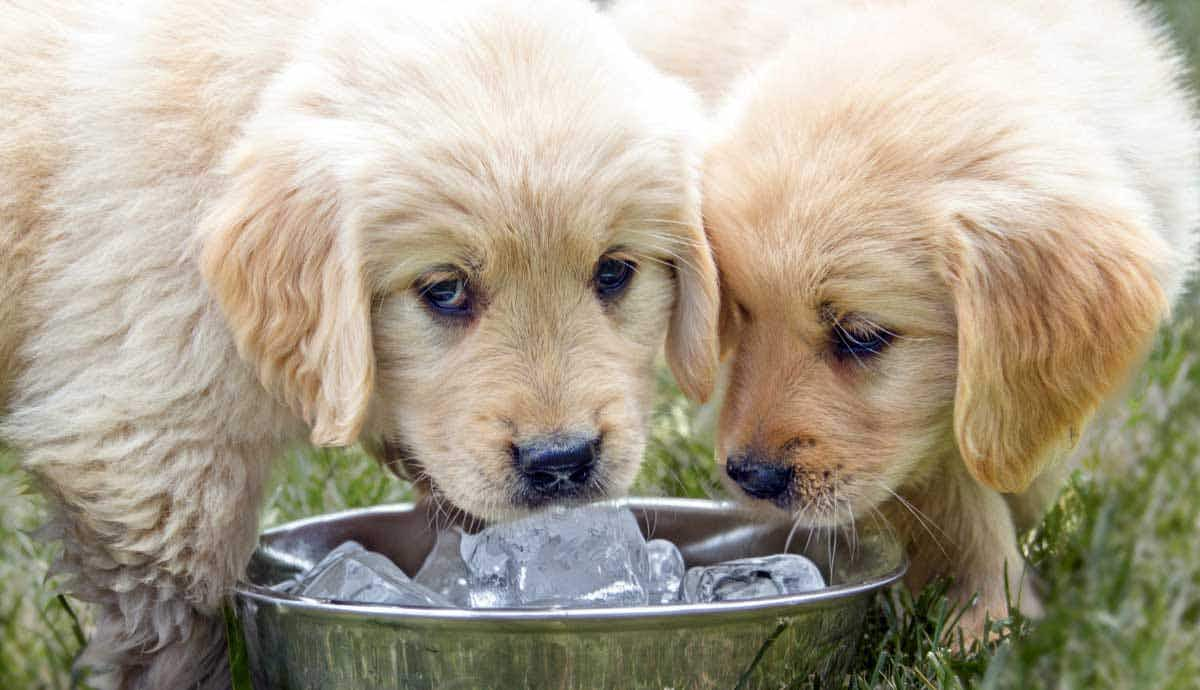 Are Ice Cubes Safe for Dogs?