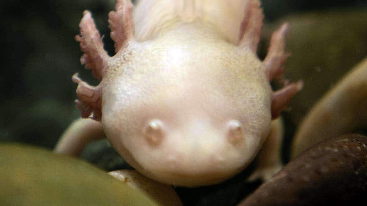 axolotl appearance