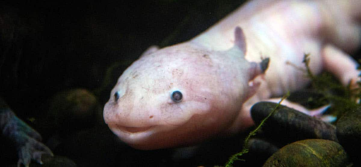 axolotl face