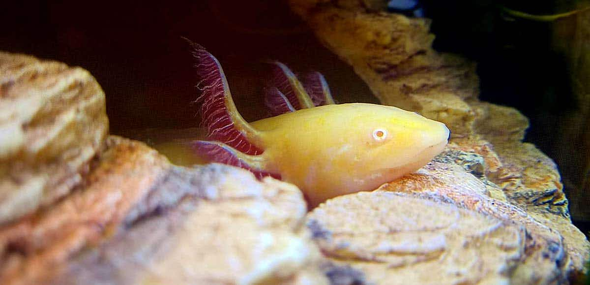 axolotl in cave