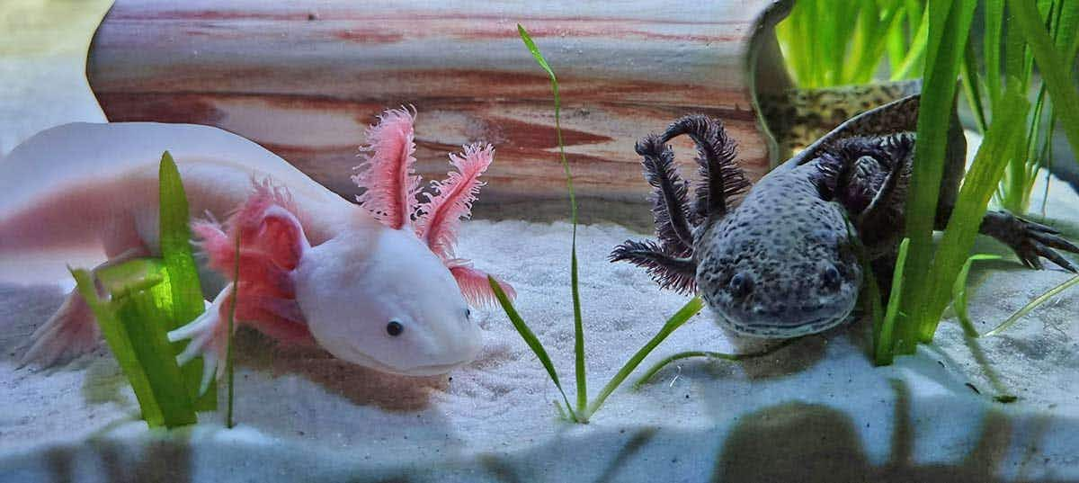 axolotl pair