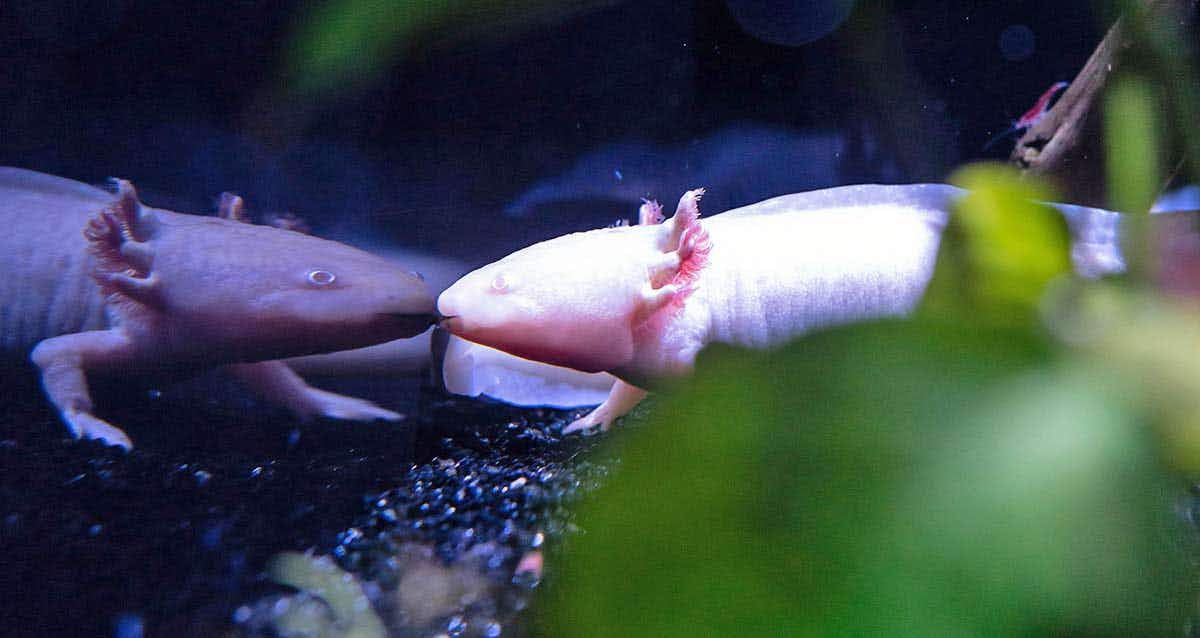 axolotl reflection