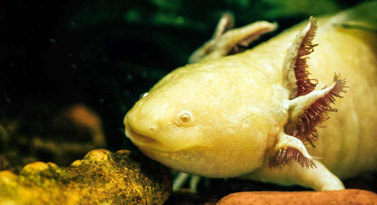 axolotl resting