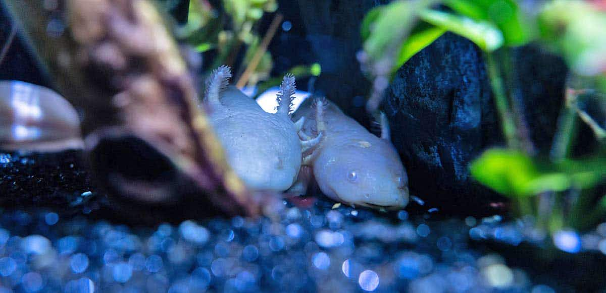 axolotls hiding