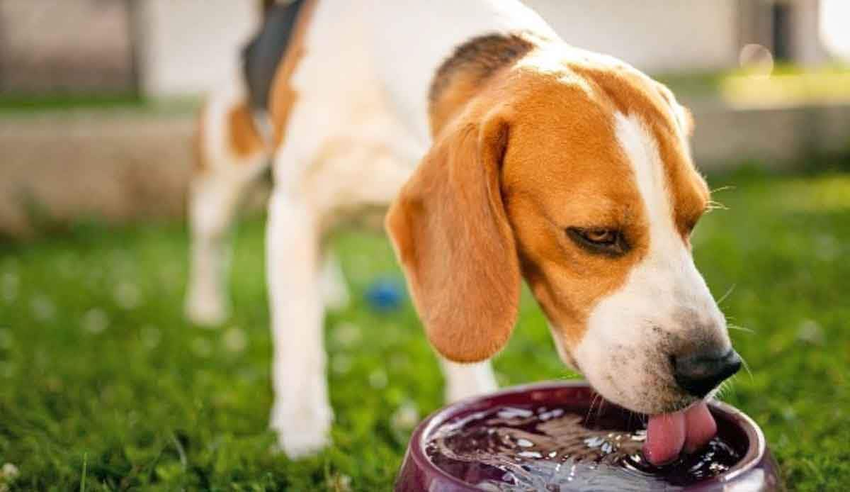 beagle drinking water out of bowl