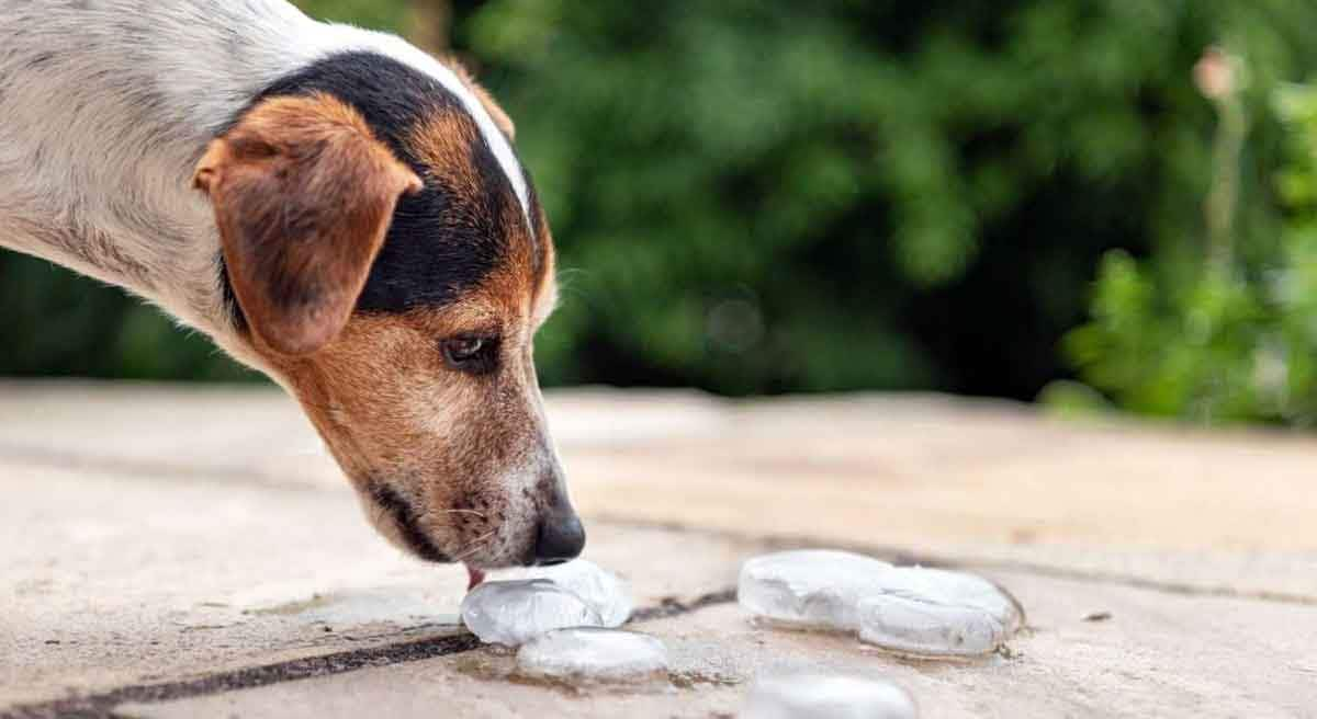 beagle licking ice cube