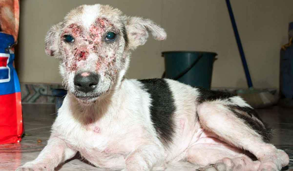 black and white dog with mange