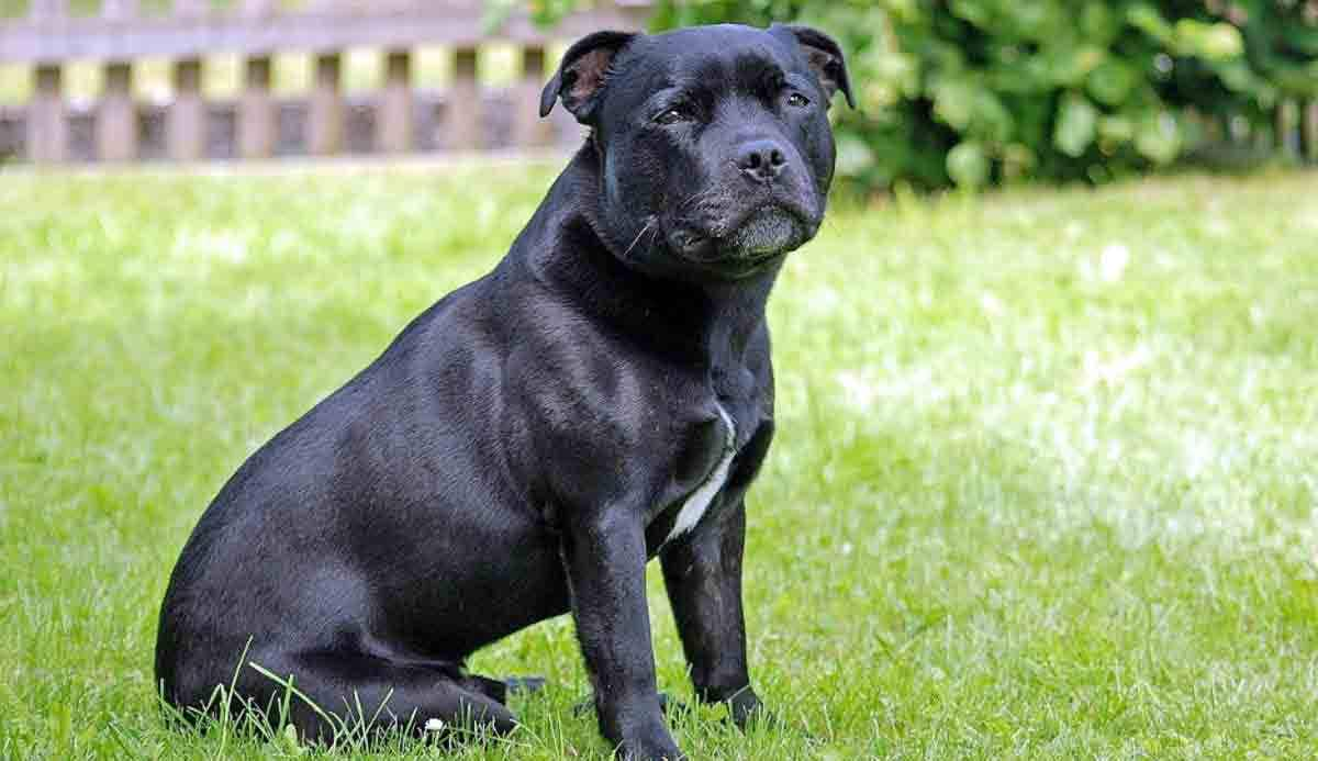 black bully