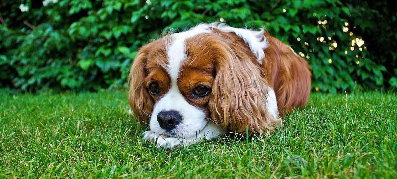 blenheim dog in the grass