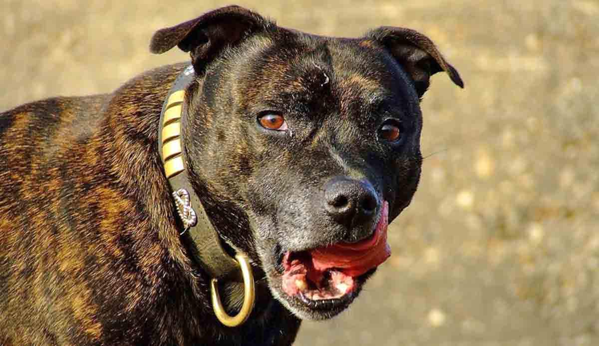 brindle bully licking chops