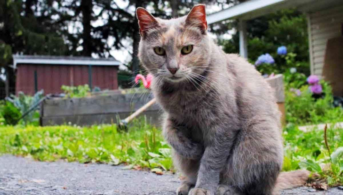 cat in front of house