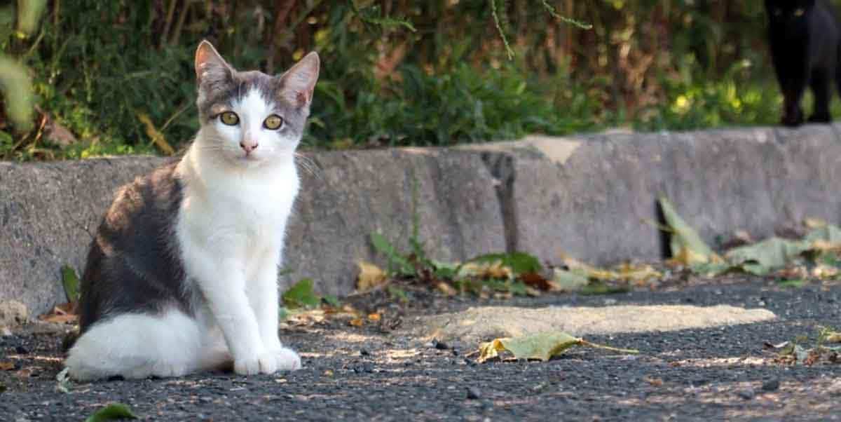 cat sitting on sidewalk