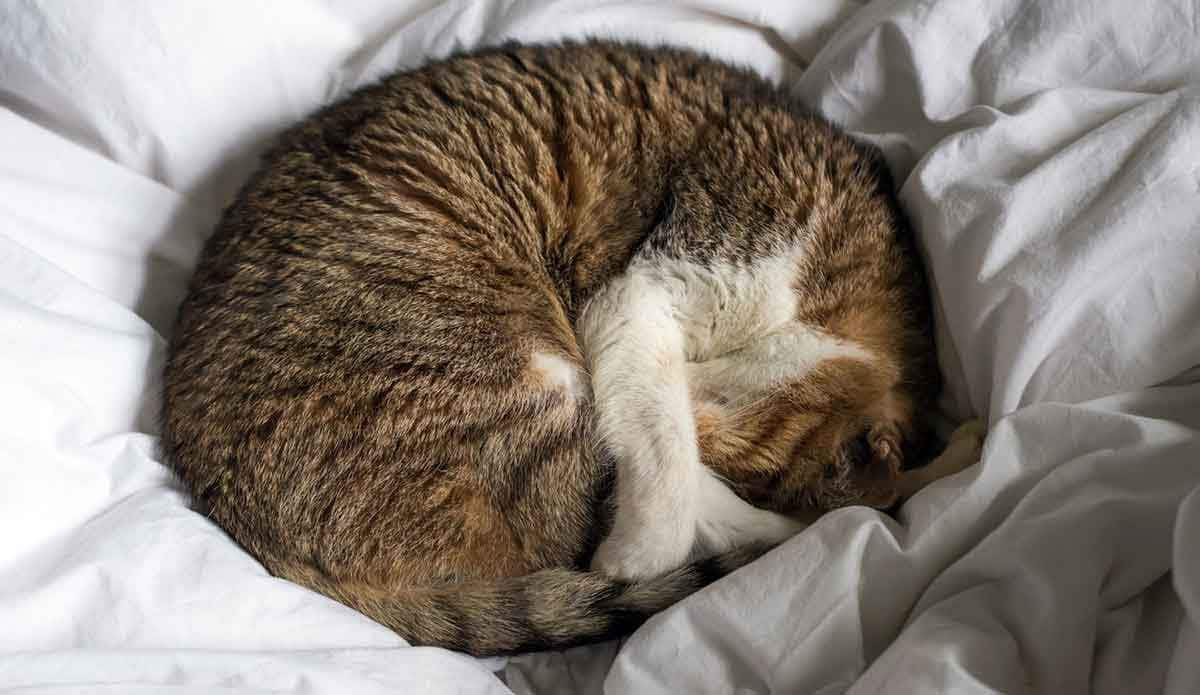 cat sleeping crescent