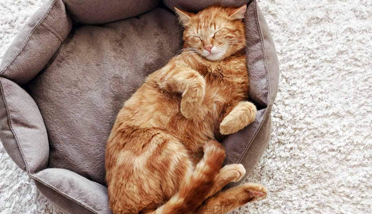 common cat sleeping positions what they mean