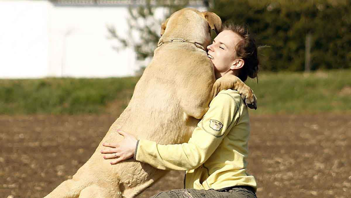 dog affection jump hug owner