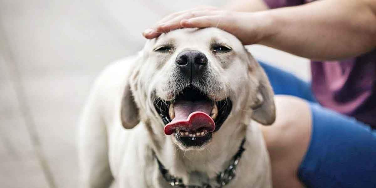 dog being pet