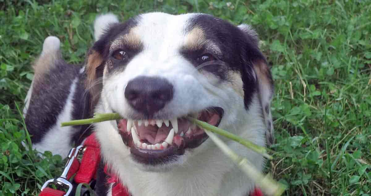 dog chewing on grass