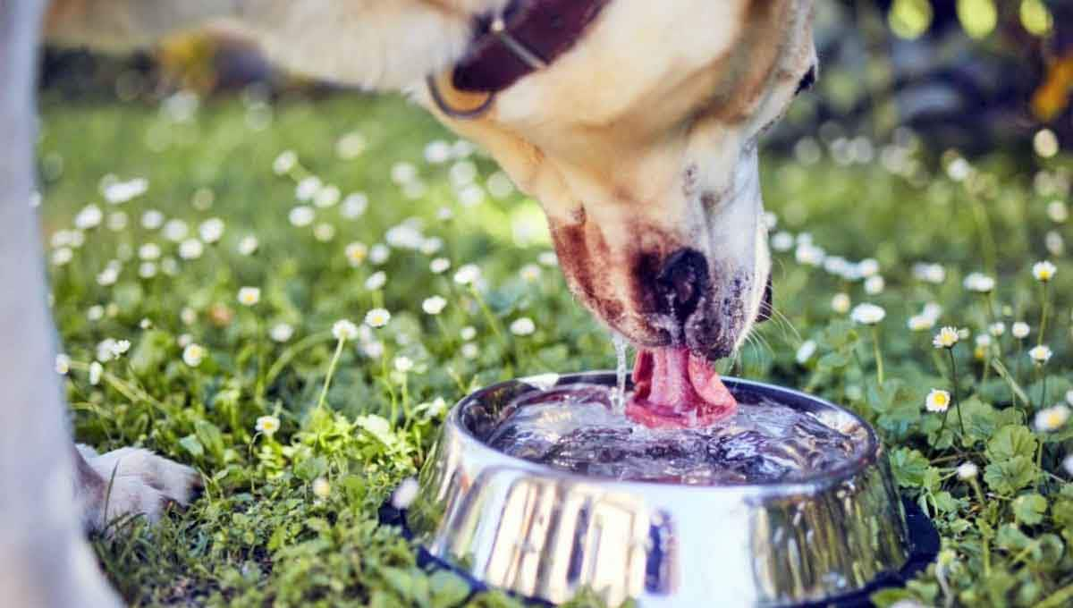 dog drinking water