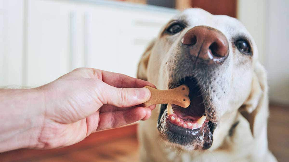 dog eating treats waiting room