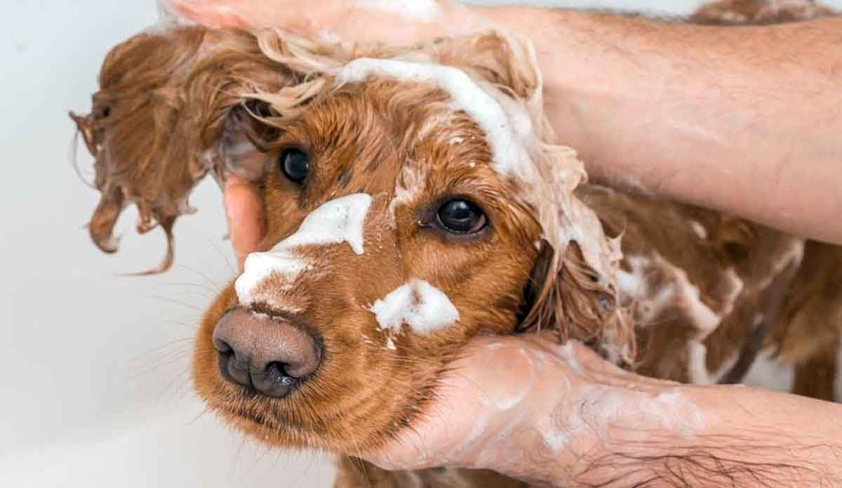 dog getting a bath