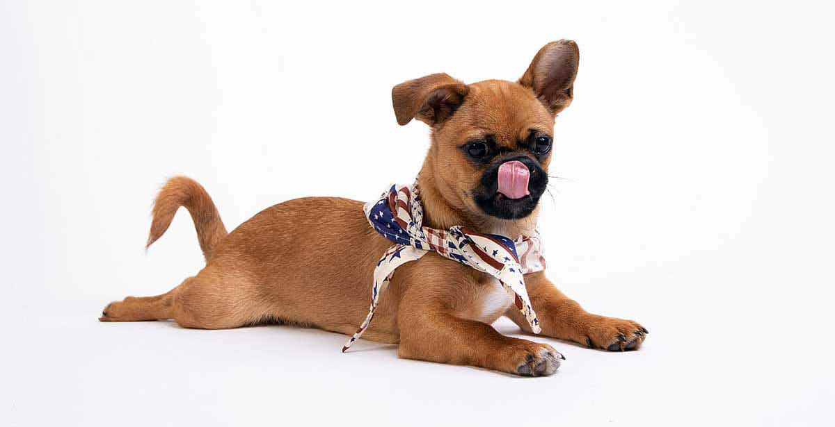 dog licking against white background