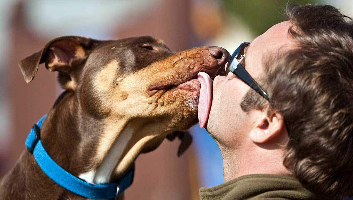 dog licking guy