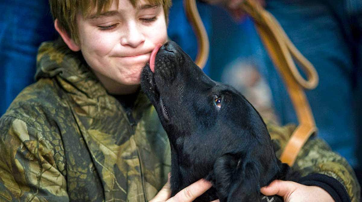 dog licking kid