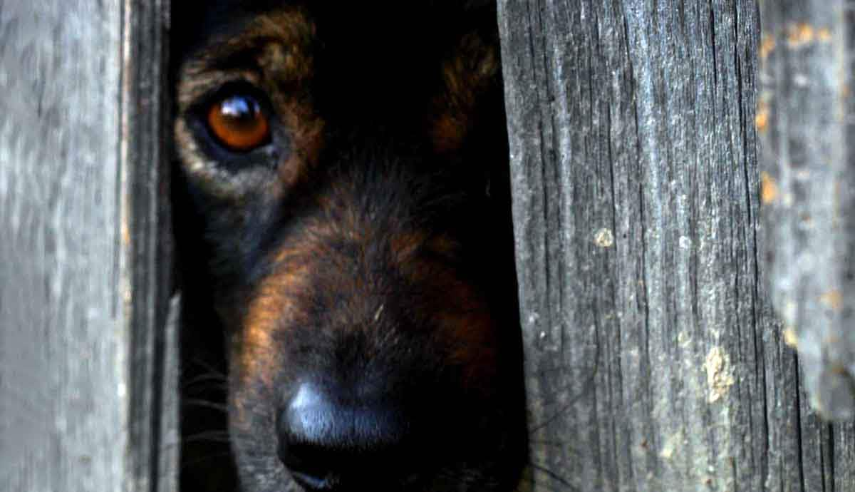 dog scared hiding