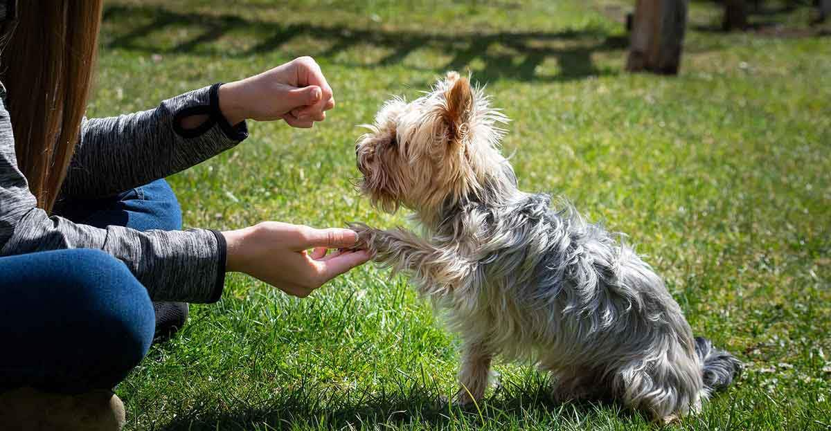 dog training wtih owner obedience