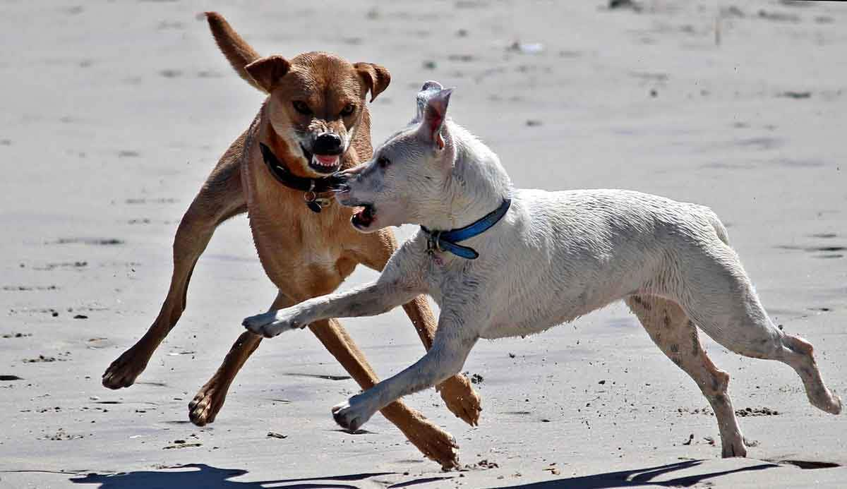 dogs play fighting dominance