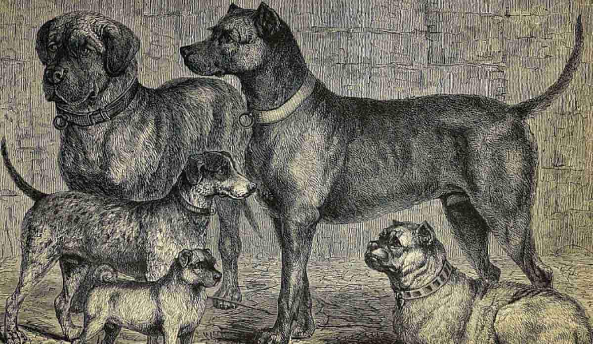 etching of bull breeds