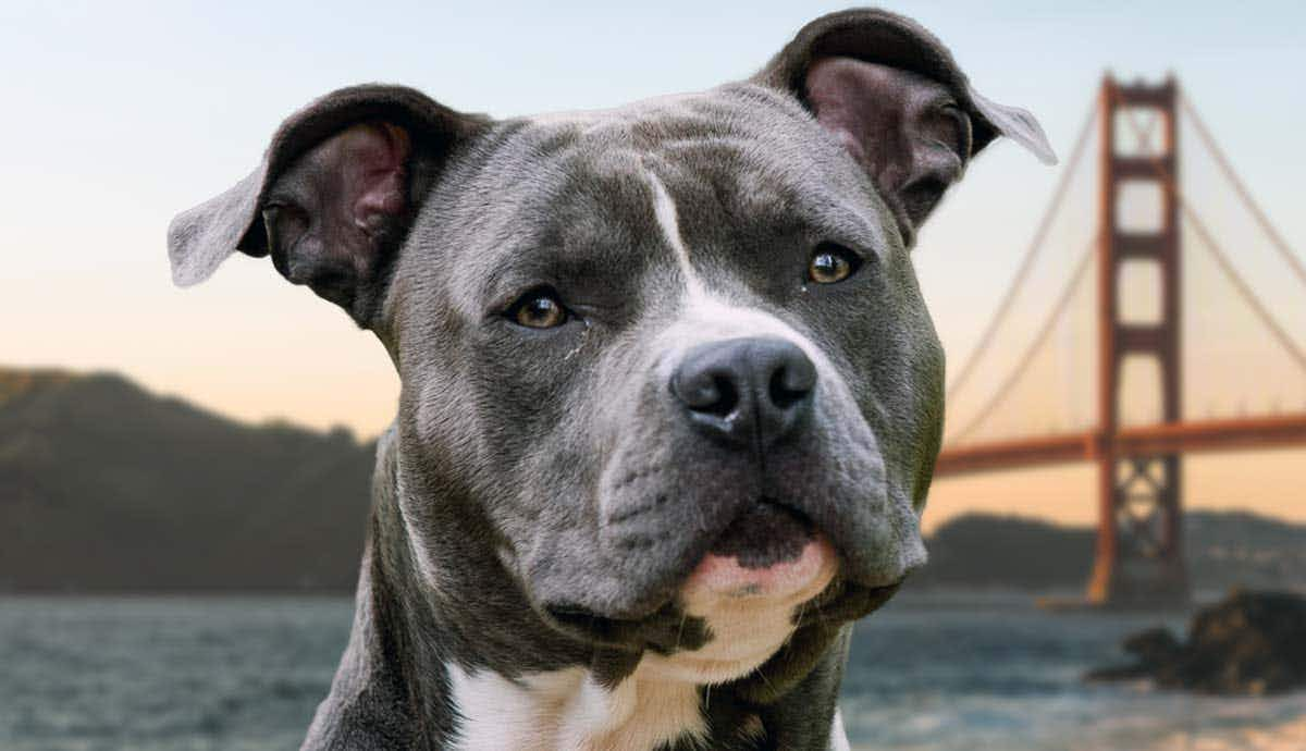 facts staffordshire bull terriers