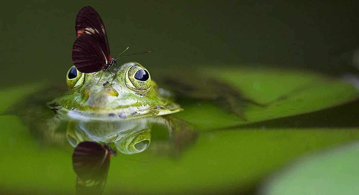 frog eating moth