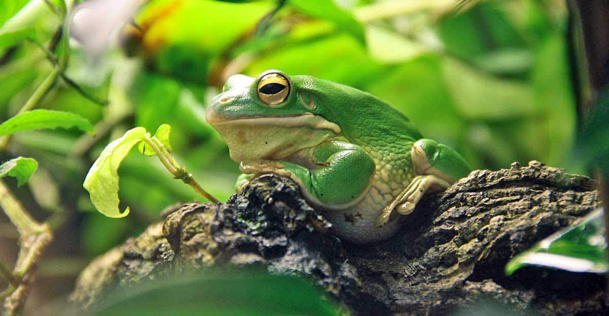 frog in leaves