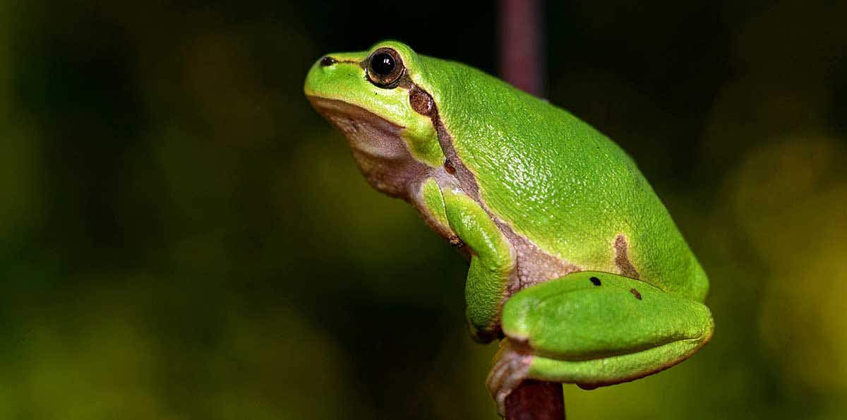 frog on branch