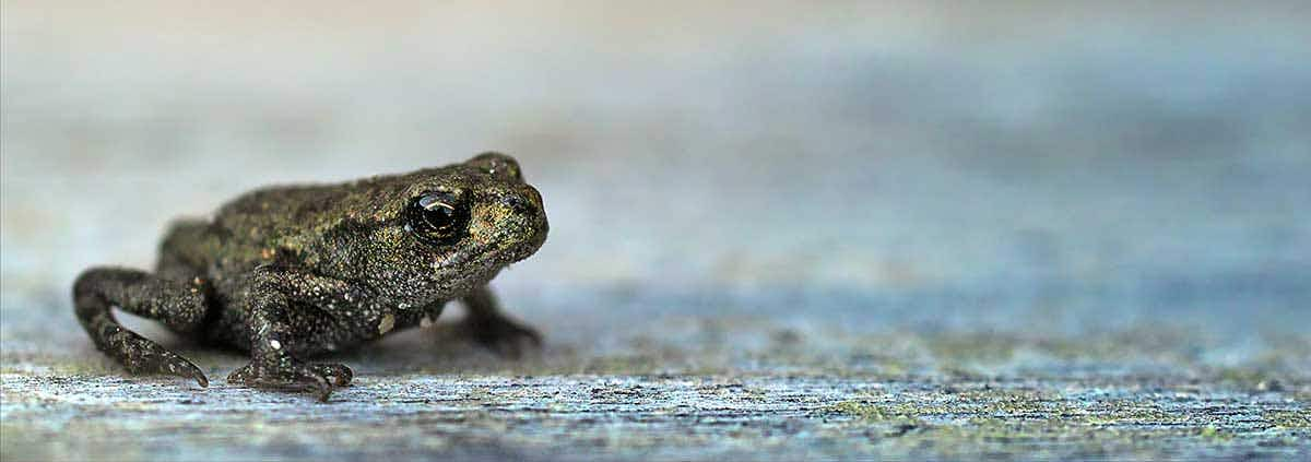 frog on ground