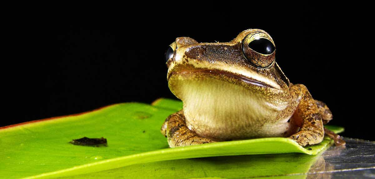 frog on lilypad