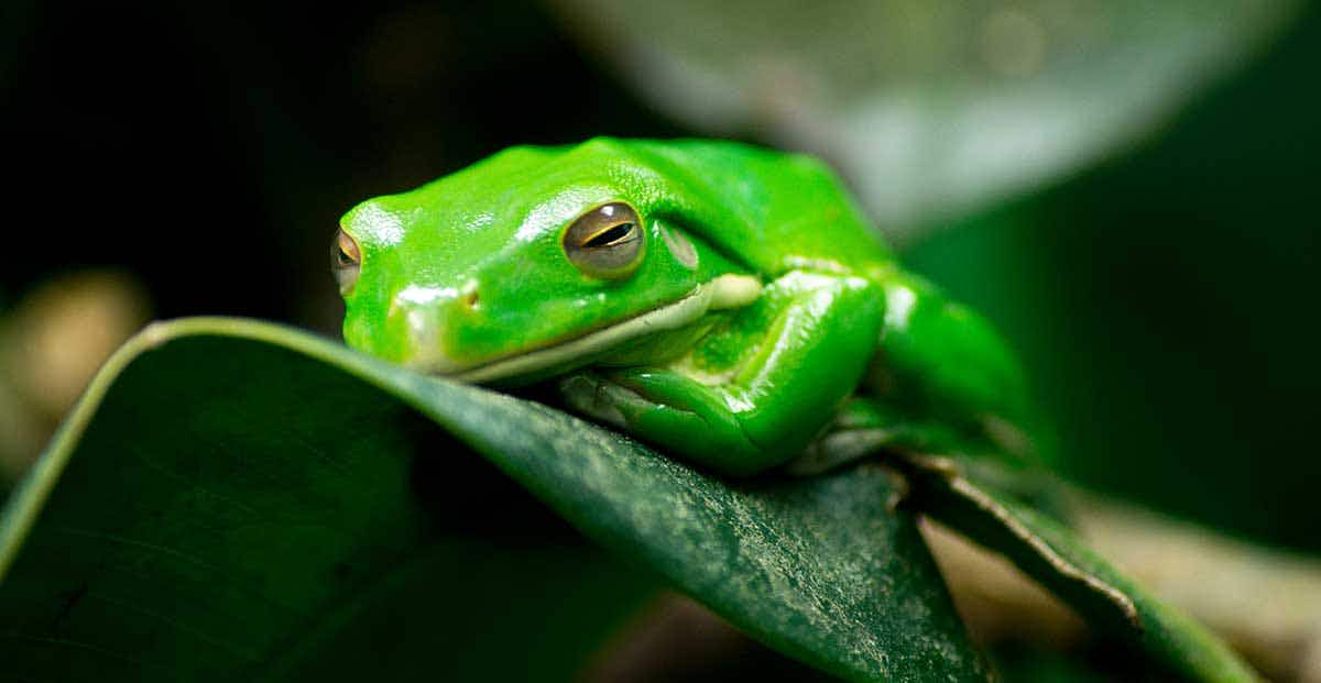 frog sleeping