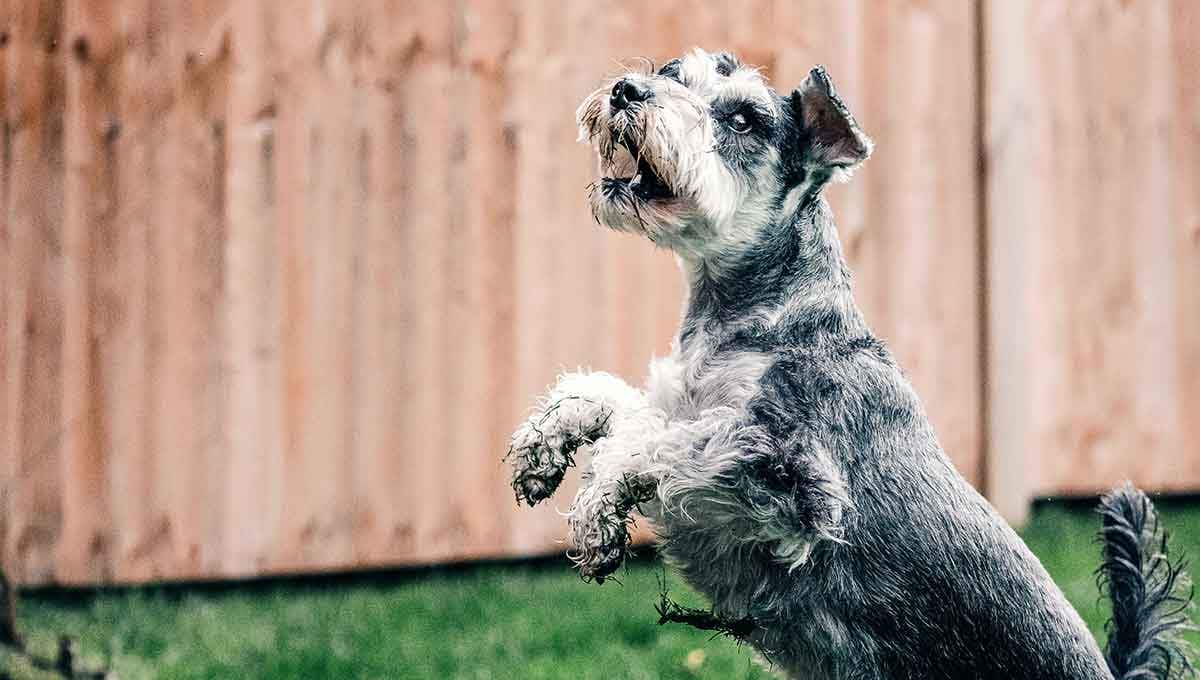 grey dog jumping