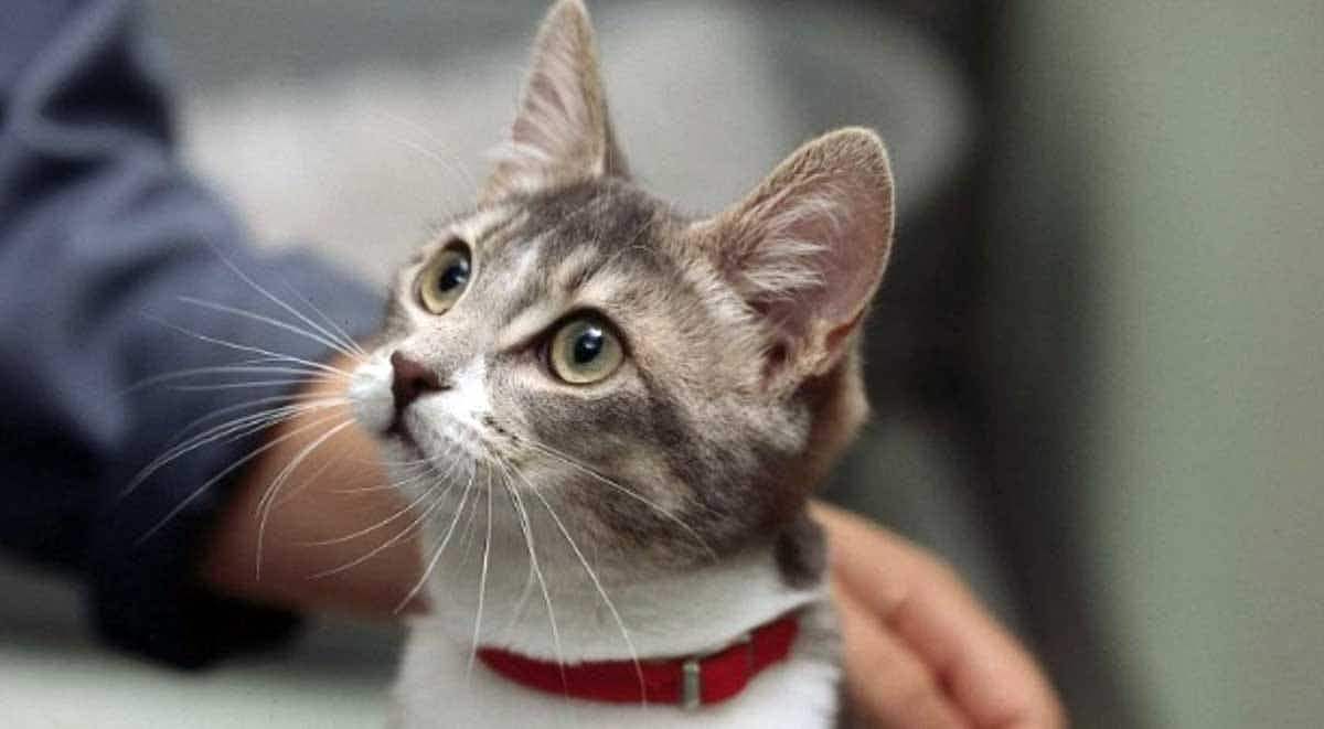 grey shorthaired cat