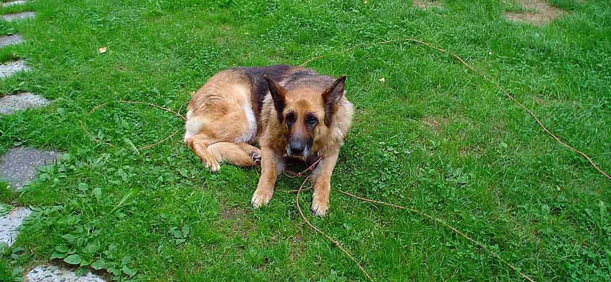 gsd on lawn