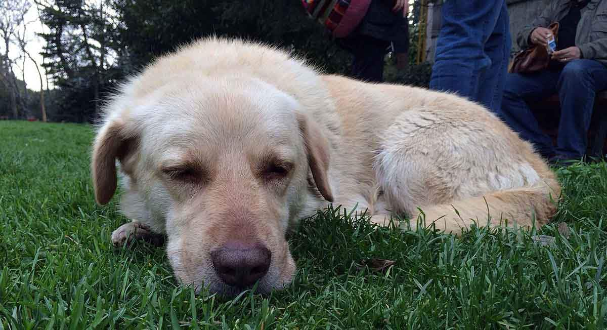 old lab lying in grass