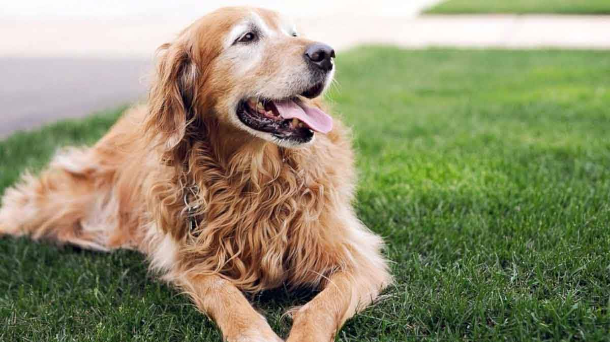 older golden retriever