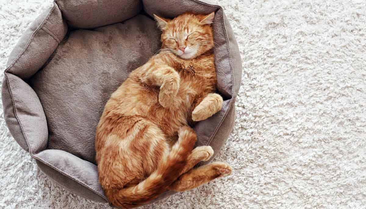 orange cat sleeping bed