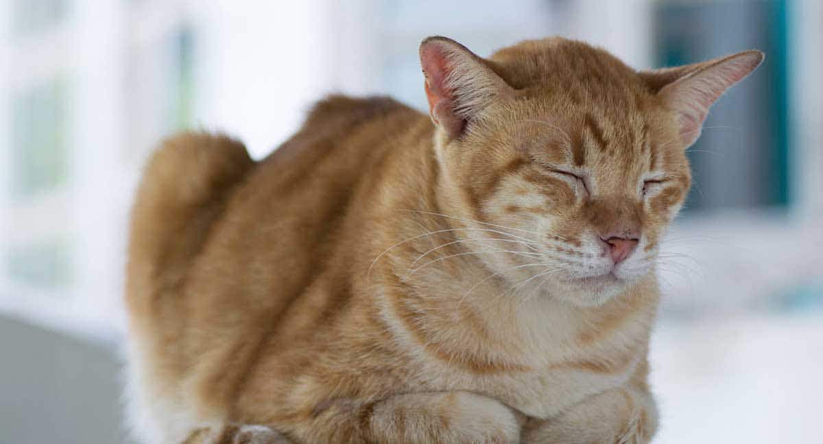 orange cat sleeping bread loaf