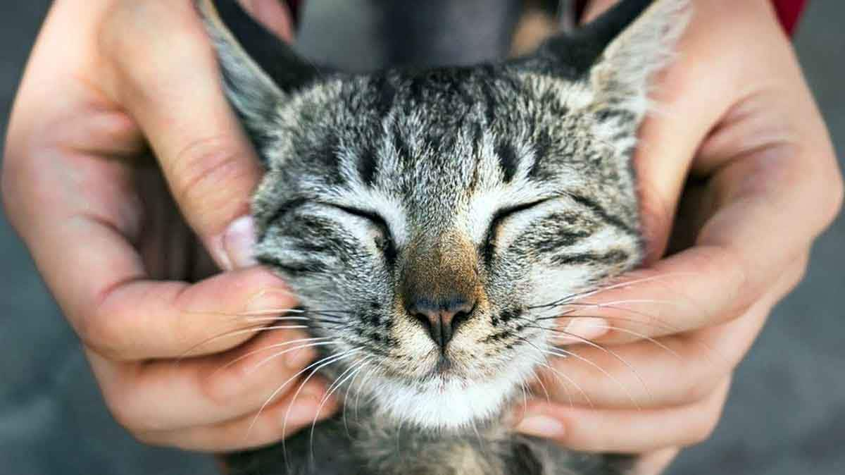 owner petting cats cheeks