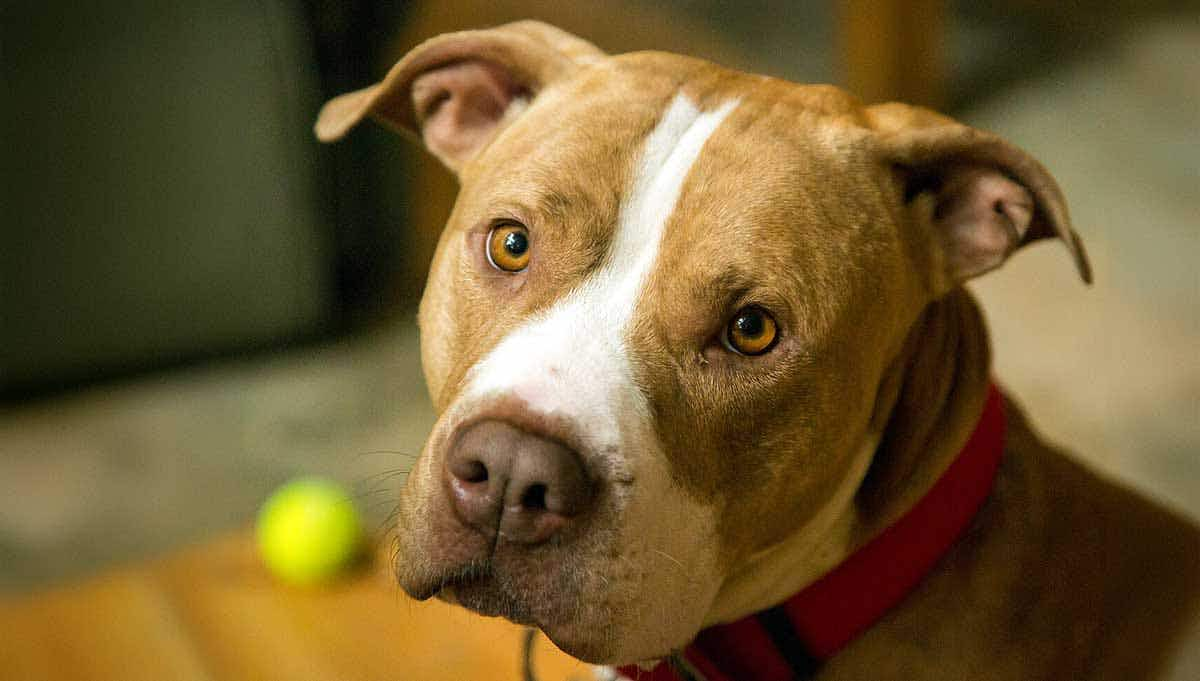 pitbull brown and white