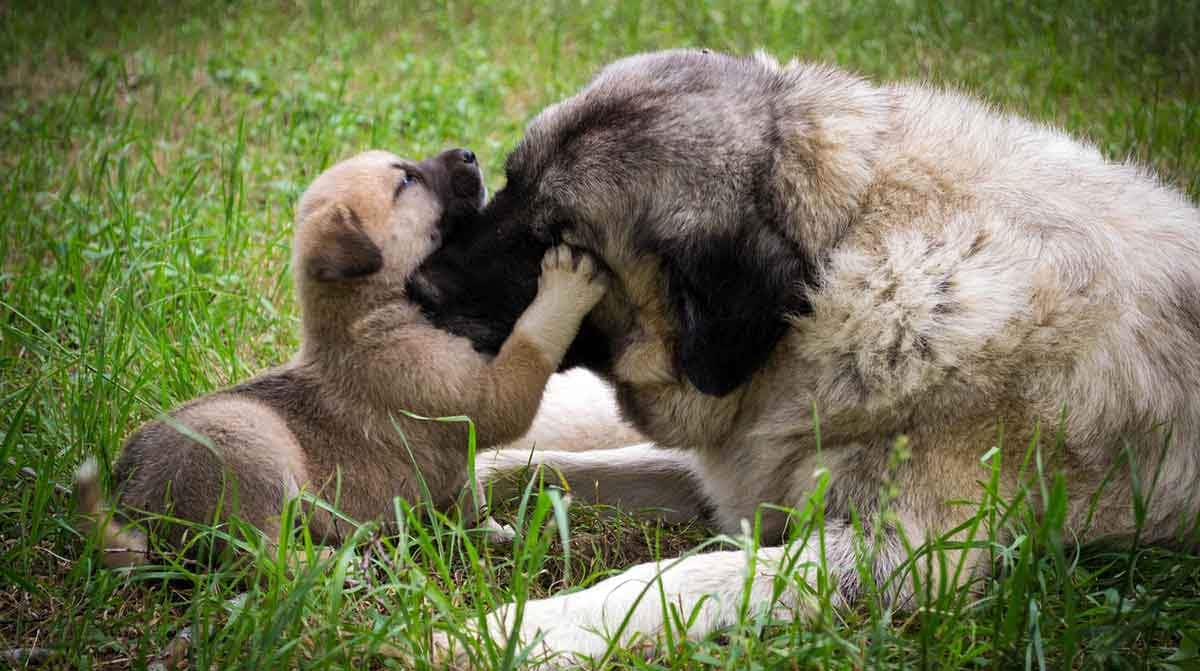 puppy mum affection care