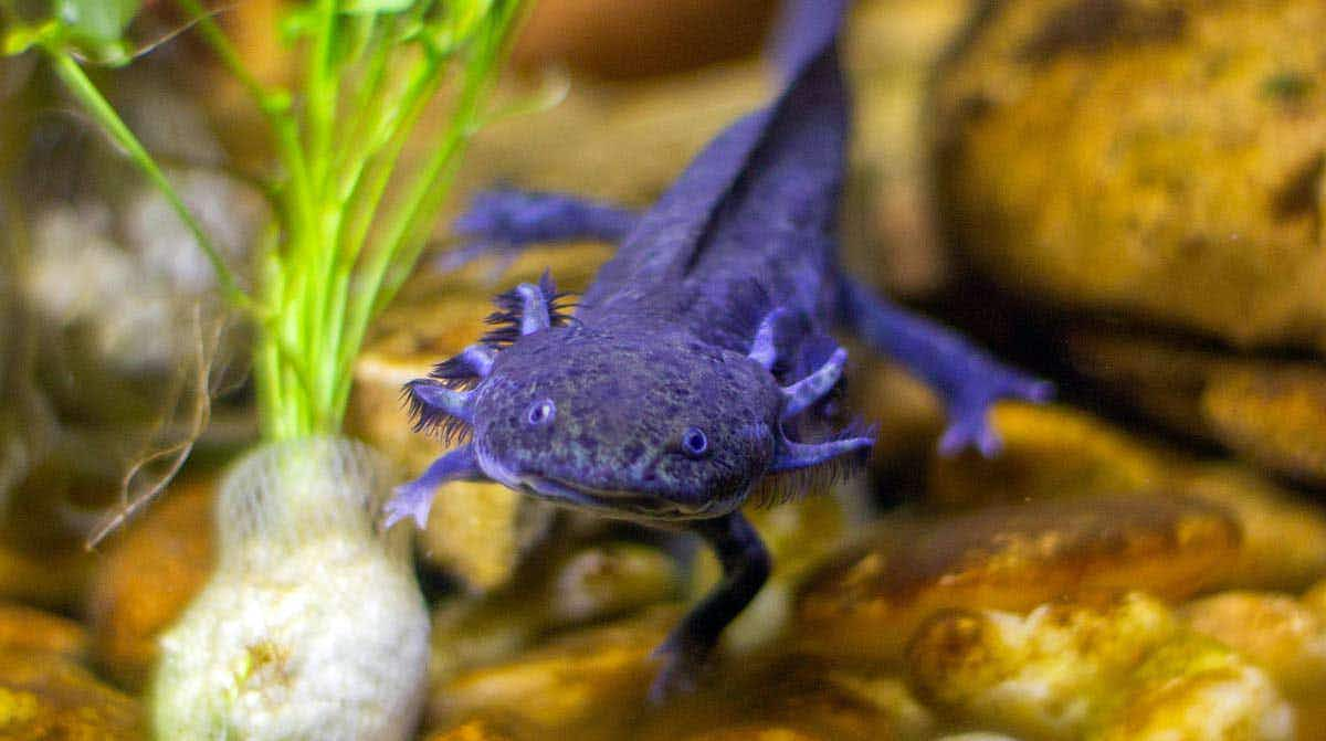 purple axolotl