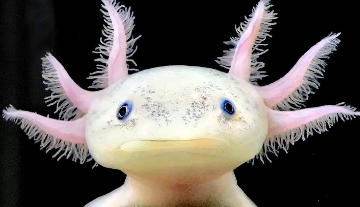 8 Reasons Why Axolotls Are Gaining Popularity as Pets